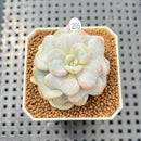 Echeveria 'Heart Song' 2" Succulent Plant Cutting