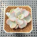 Echeveria 'Heart Song' 2" Succulent Plant Cutting