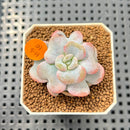 Echeveria 'Heart Song' 2" Succulent Plant Cutting