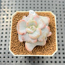 Echeveria 'Heart Song' 2" Succulent Plant Cutting