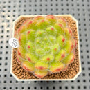Echeveria 'Abiyu' 1"-2" Succulent Plant Cutting