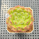Echeveria 'Abiyu' 1"-2" Succulent Plant Cutting