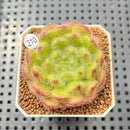 Echeveria 'Abiyu' 1"-2" Succulent Plant Cutting