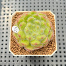 Echeveria 'Abiyu' 1"-2" Succulent Plant Cutting