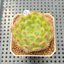 Echeveria 'Abiyu' 1"-2" Succulent Plant Cutting