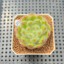 Echeveria 'Abiyu' 1"-2" Succulent Plant Cutting