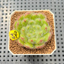 Echeveria 'Abiyu' 1"-2" Succulent Plant Cutting