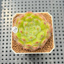 Echeveria 'Abiyu' 1"-2" Succulent Plant Cutting