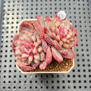 Echeveria 'Cherry Shadow' 2" Succulent Plant Cutting