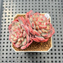 Echeveria 'Cherry Shadow' 2" Succulent Plant Cutting