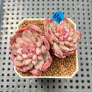 Echeveria 'Cherry Shadow' 2" Succulent Plant Cutting