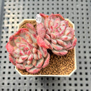 Echeveria 'Cherry Shadow' 2" Succulent Plant Cutting