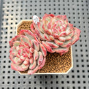 Echeveria 'Cherry Shadow' 2" Succulent Plant Cutting
