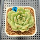 Echeveria 'Jaoki' (자옥이) Variegated 2"-3" Succulent Plant Cutting