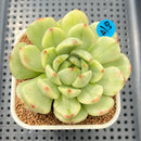 Echeveria 'Jaoki' (자옥이) Variegated 2"-3" Succulent Plant Cutting