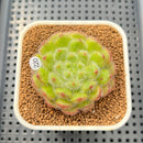 Echeveria 'Abiyu' 1"-2" Succulent Plant Cutting