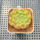 Echeveria 'Abiyu' 1"-2" Succulent Plant Cutting