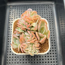 Echeveria 'Hakuhou' Crested 3" Succulent Plant Cutting