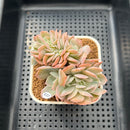 Echeveria 'Hakuhou' Crested 3" Succulent Plant Cutting