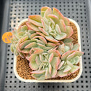 Echeveria 'Hakuhou' Crested 3" Succulent Plant Cutting