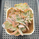 Echeveria 'Hakuhou' Crested 3" Succulent Plant Cutting