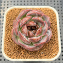 Echeveria 'White Soul' 2" Succulent Plant Cutting