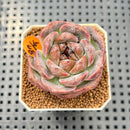 Echeveria 'White Soul' 2" Succulent Plant Cutting