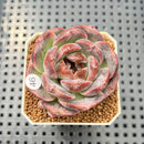 Echeveria 'White Soul' 2" Succulent Plant Cutting