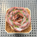 Echeveria 'White Soul' 2" Succulent Plant Cutting