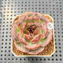 Echeveria 'White Soul' 2" Succulent Plant Cutting
