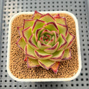 Echeveria Agavoides 'Sunny beach' 2"-3" Succulent Plant Cutting