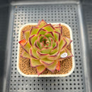 Echeveria Agavoides 'Sunny beach' 2"-3" Succulent Plant Cutting