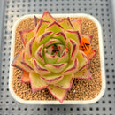Echeveria Agavoides 'Sunny beach' 2"-3" Succulent Plant Cutting