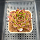 Echeveria Agavoides 'Sunny beach' 2"-3" Succulent Plant Cutting