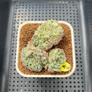 Echeveria 'White Farm' Crested 2"-3" Succulent Plant Cutting