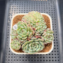 Echeveria 'White Farm' Crested 2"-3" Succulent Plant Cutting