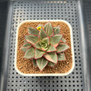 Echeveria 'Monocerotis' Variegated 2"-3"" Succulent Plant Cutting