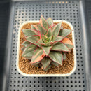 Echeveria 'Monocerotis' Variegated 2"-3"" Succulent Plant Cutting