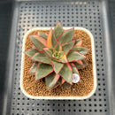 Echeveria 'Monocerotis' Variegated 2"-3"" Succulent Plant Cutting