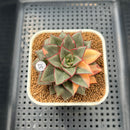 Echeveria 'Monocerotis' Variegated 2"-3"" Succulent Plant Cutting
