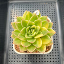 Echeveria Agavoides 'Gilva' Variegated 3" Succulent Plant