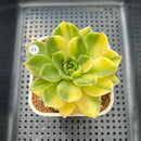 Echeveria Agavoides 'Gilva' Variegated 3" Succulent Plant