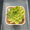 Echeveria Agavoides 'Gilva' Variegated 3" Succulent Plant