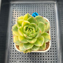 Echeveria Agavoides 'Gilva' Variegated 3" Succulent Plant