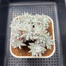 Dudleya Gnoma McCabe 3" (Greenhouse grown) Succulent Plant Cutting