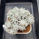 Dudleya Gnoma McCabe 3" (Greenhouse grown) Succulent Plant Cutting