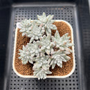 Dudleya Gnoma McCabe 3" (Greenhouse grown) Succulent Plant Cutting