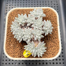 Dudleya Gnoma McCabe 3" (Greenhouse grown) Succulent Plant Cutting