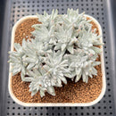 Dudleya Gnoma McCabe 3" (Greenhouse grown) Succulent Plant Cutting