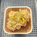 Sedeveria 'Rolly' Variegated 2"-3" Succulent Plant Cutting